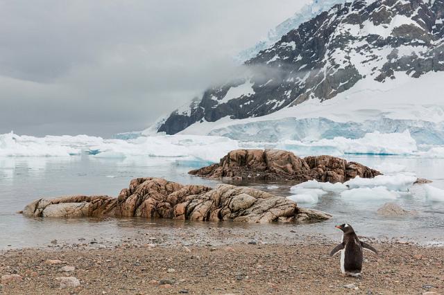 129 Antarctica, Neko Harbor, ezelspinguin.jpg